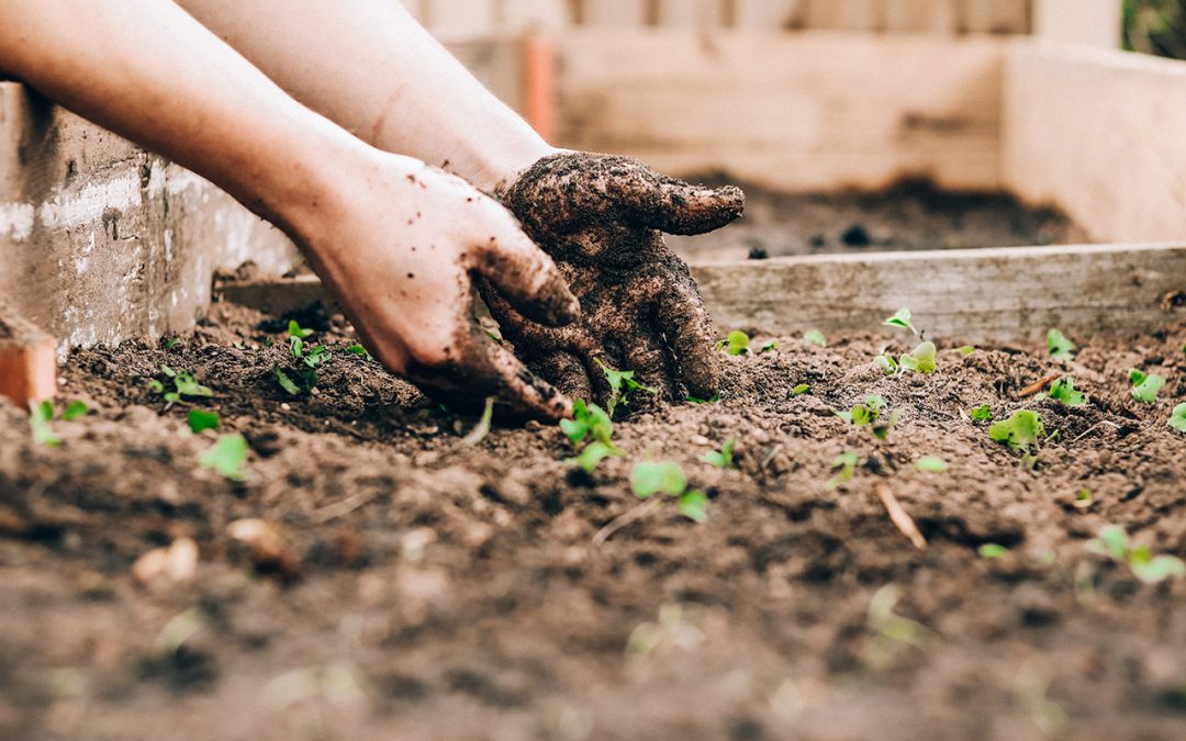 How do I know about gardening?